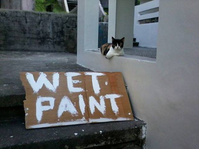 Daily Picdump