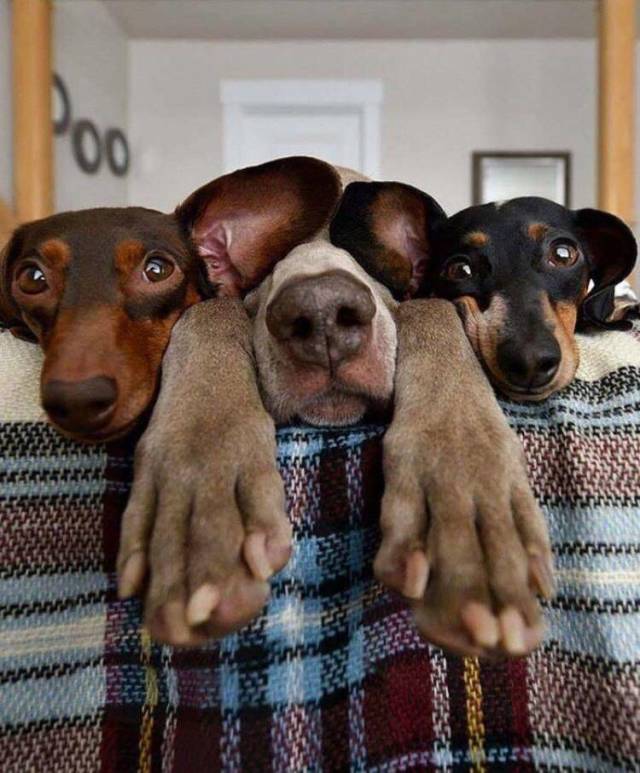 Daily Picdump