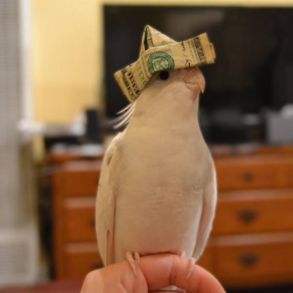 daily picdump 95 pics 9.html - 95 HD Photos | Premium Gallery 2018