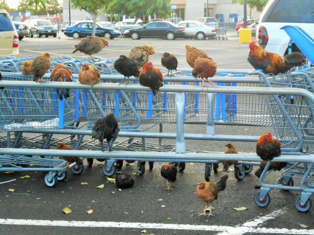 daily picdump 95 pics 9.html - 95 HD Photos | Premium Gallery 2018