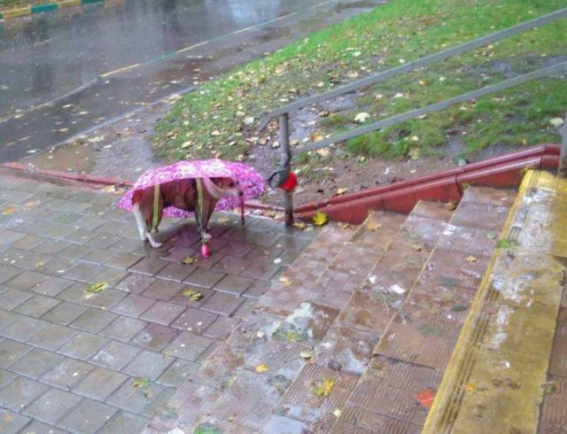 Daily Picdump