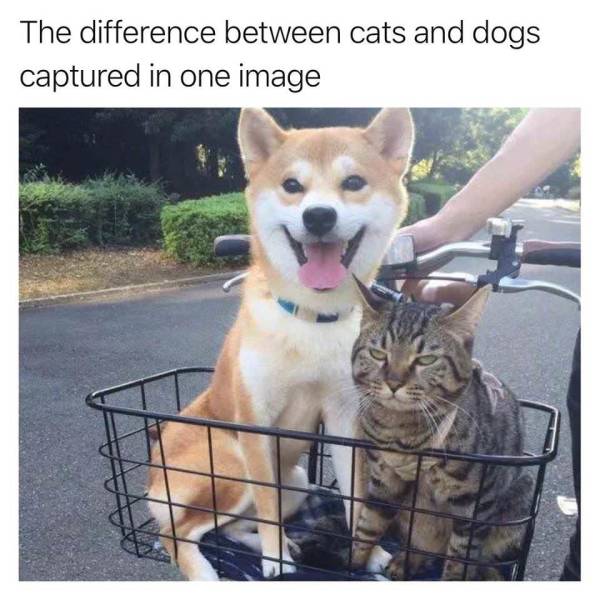 funny picdump 51 pics 21.html - 51 HD Photos | Premium Gallery 2018