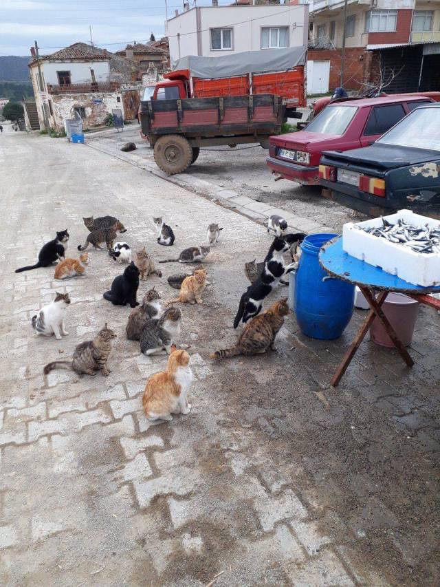 daily picdump 101 pics 46.html - 101 HD Photos | Premium Gallery 2018