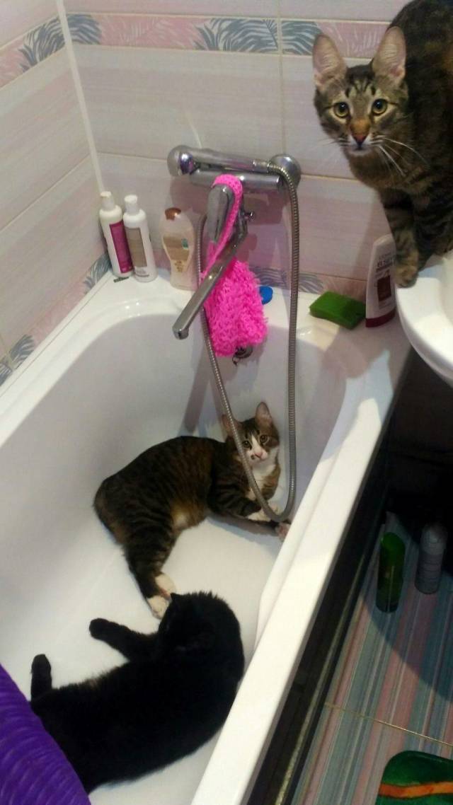 daily picdump 96 pics 33.html - 96 HD Photos | Premium Gallery 2018