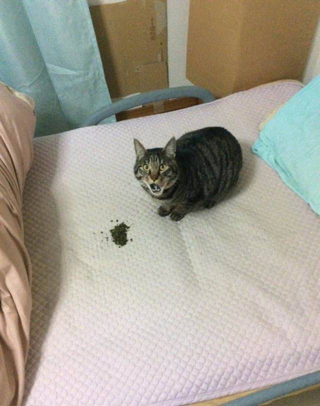 daily picdump 96 pics 33.html - 96 HD Photos | Premium Gallery 2018