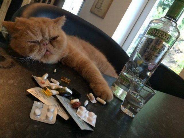 daily picdump weekend edition 68 pics 17.html - 68 HD Photos | Premium Gallery 2018