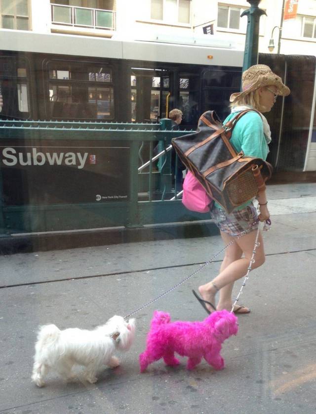 daily picdump weekend edition 68 pics 17.html - 68 HD Photos | Premium Gallery 2018