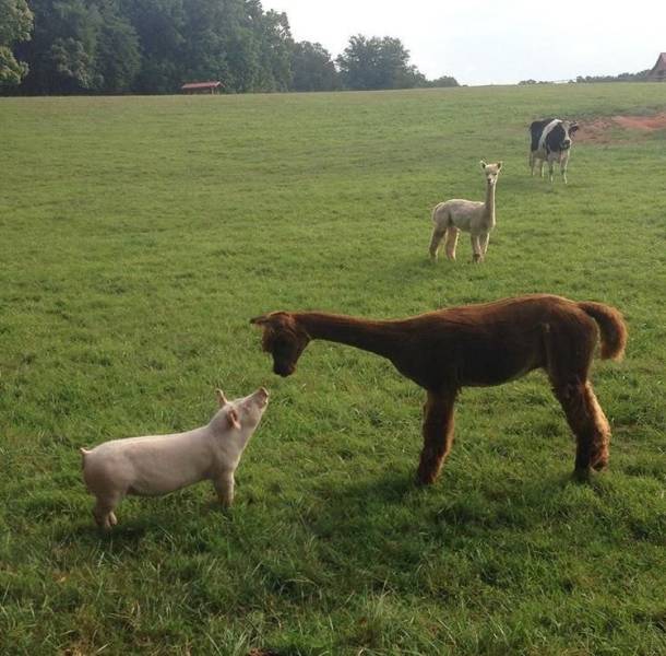 daily picdump 101 pics 41.html - 101 HD Photos | Premium Gallery 2018