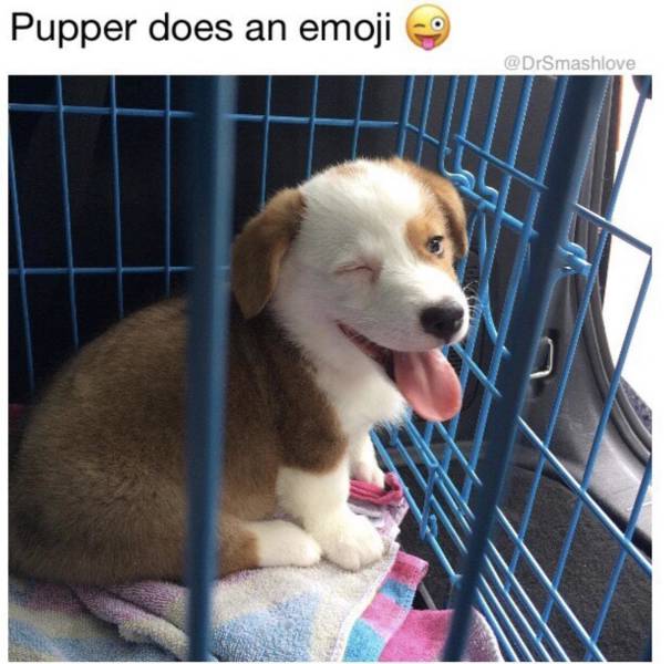 funny picdump 52 pics 17.html - 52 HD Photos | Premium Gallery 2018