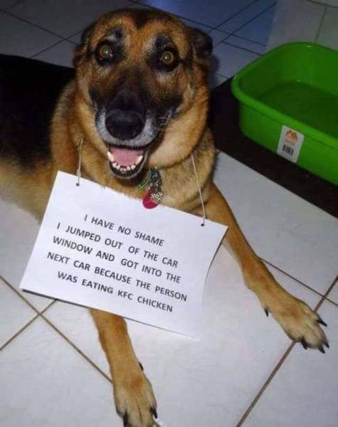 Daily Picdump
