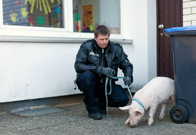 daily picdump 95 pics 28.html - 95 HD Photos | Premium Gallery 2018