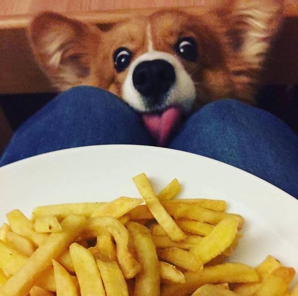 daily picdump weekend edition 62 pics 29.html - 62 HD Photos | Premium Gallery 2018