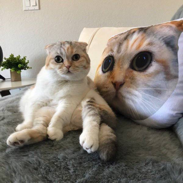 Daily Picdump