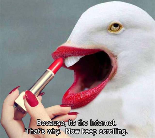 funny picdump 51 pics 3.html - 51 HD Photos | Premium Gallery 2018
