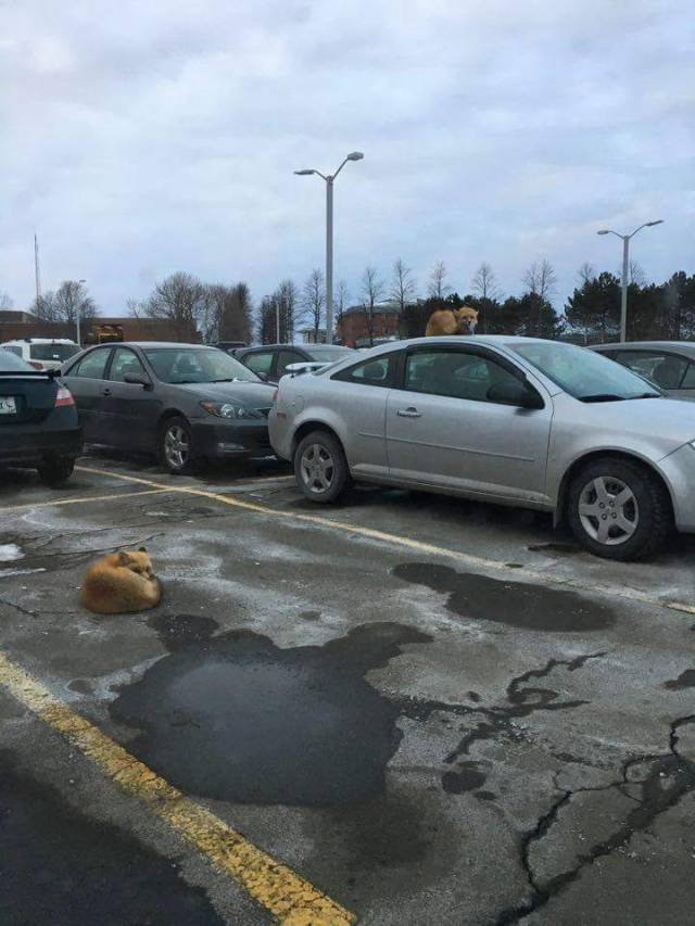 daily picdump 98 pics 49.html - 98 HD Photos | Premium Gallery 2018