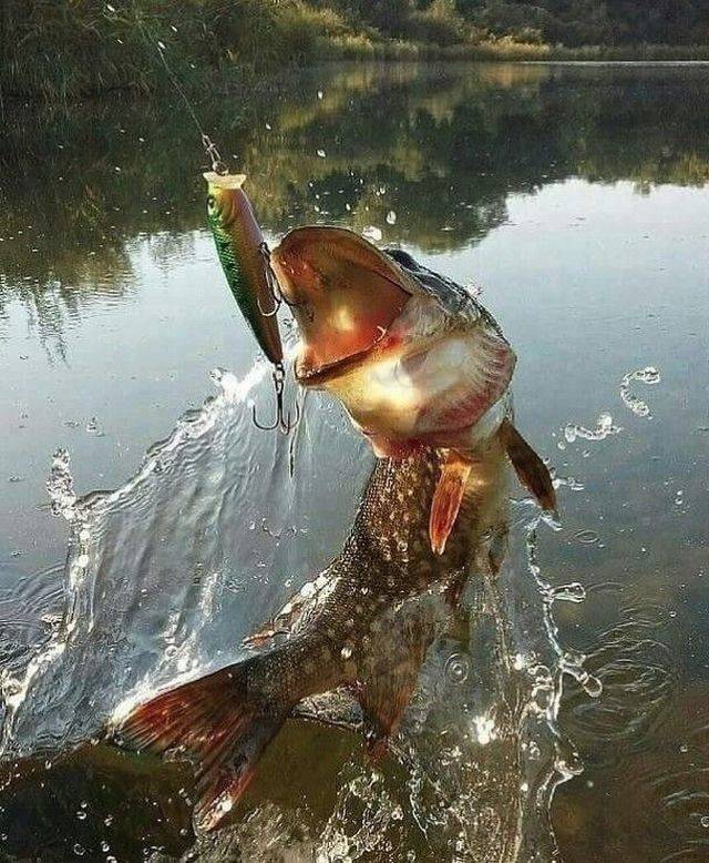 daily picdump 111 pics 3.html - 111 HD Photos | Premium Gallery 2018