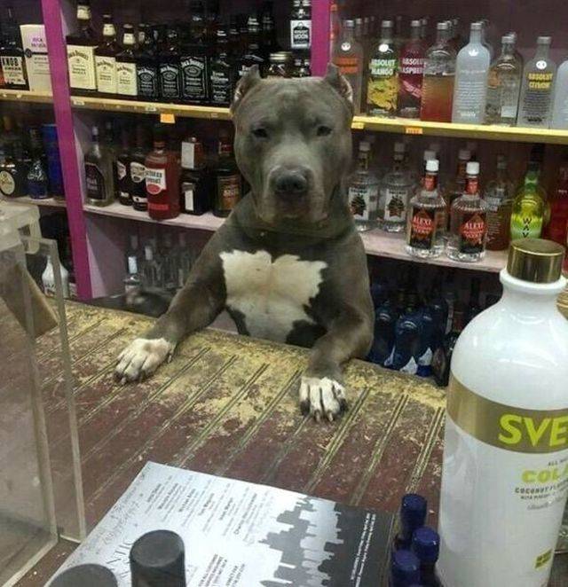 daily picdump weekend edition 67 pics 16.html - 67 HD Photos | Premium Gallery 2018