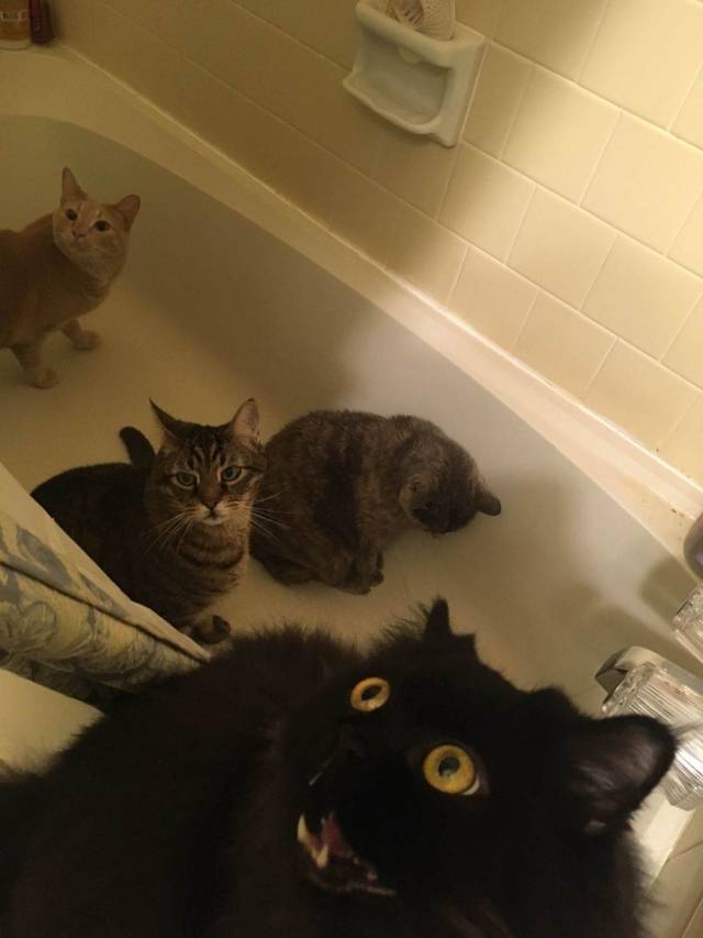 daily picdump 96 pics 4.html - 96 HD Photos | Premium Gallery 2018