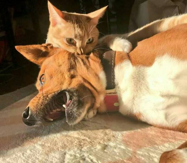 daily picdump weekend edition 52 pics 13.html - 52 HD Photos | Premium Gallery 2018
