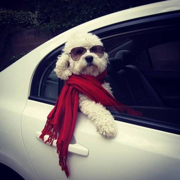Daily Picdump