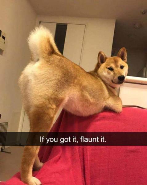 funny picdump 52 pics 2.html - 52 HD Photos | Premium Gallery 2018