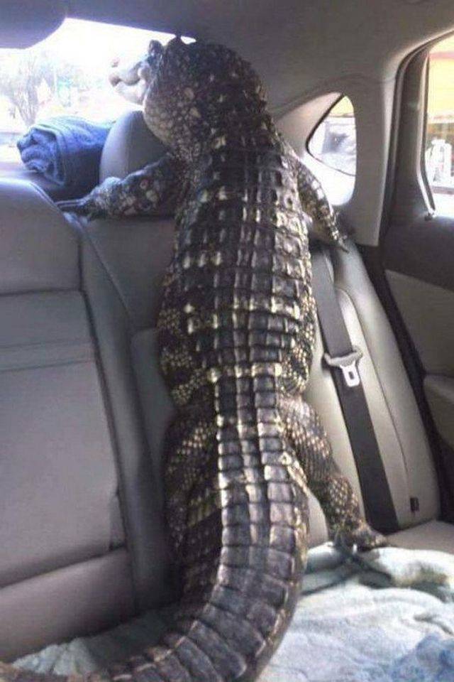 daily picdump 100 pics 27.html - 100 HD Photos | Premium Gallery 2018