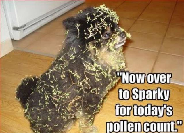 Don’t Sneeze On These Allergy Season Memes