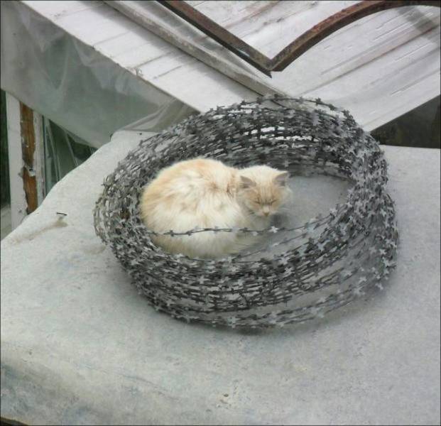 daily picdump 98 pics 34.html - 98 HD Photos | Premium Gallery 2018