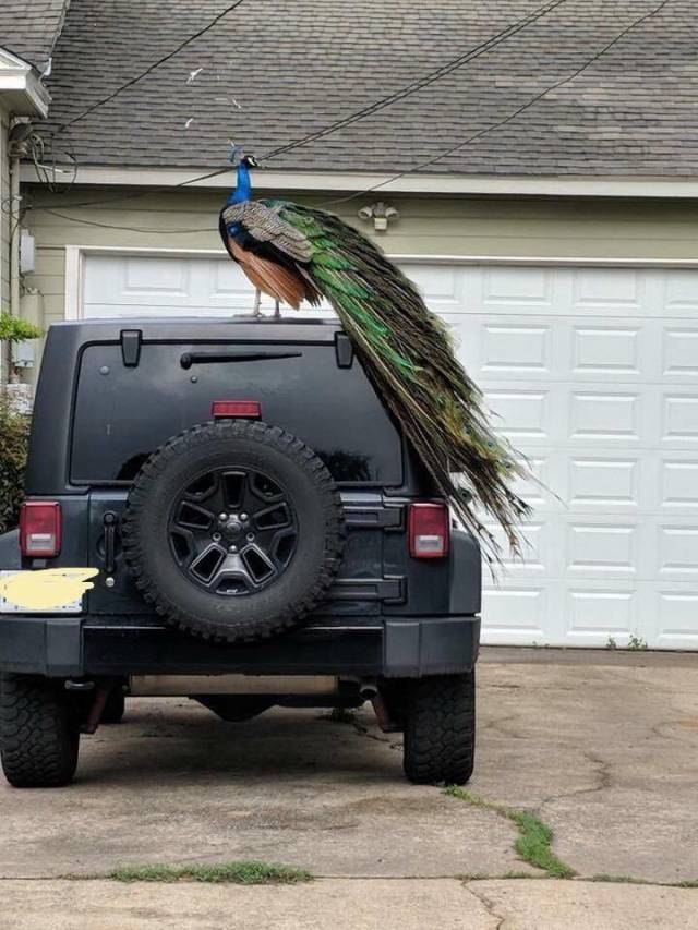 daily picdump 104 pics 12.html - 104 HD Photos | Premium Gallery 2018