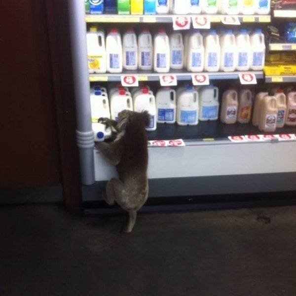 Australia: Where Very Good Comes With Very Bad