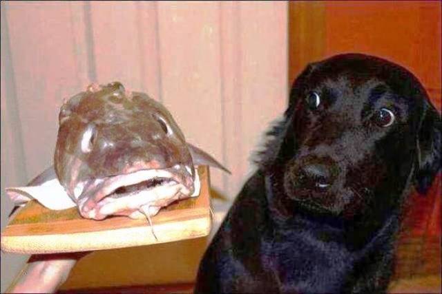 daily picdump 97 pics 41.html - 97 HD Photos | Premium Gallery 2018