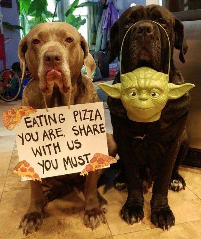 Daily Picdump