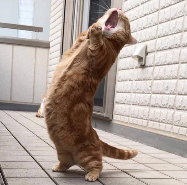 daily picdump weekend edition 83 pics 35.html - 83 HD Photos | Premium Gallery 2018