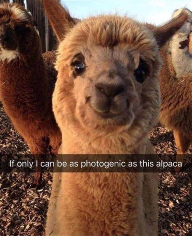 Daily Picdump