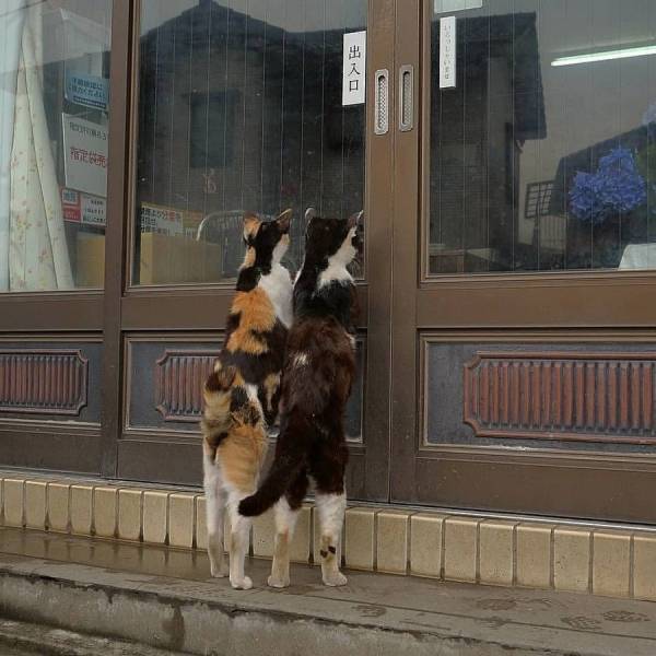 daily picdump 101 pics 51.html - 101 HD Photos | Premium Gallery 2018