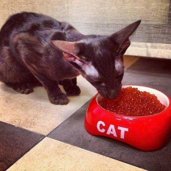 daily picdump 94 pics 47.html - 94 HD Photos | Premium Gallery 2018