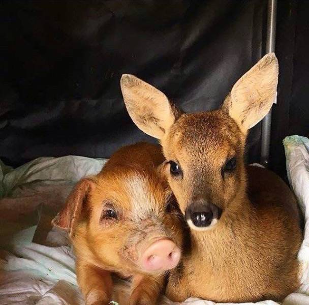 daily picdump 96 pics 35.html - 96 HD Photos | Premium Gallery 2018