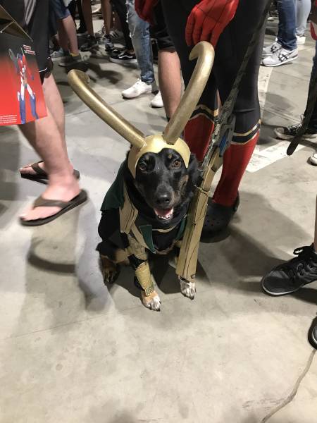 daily picdump weekend edition 51 pics 10.html - 51 HD Photos | Premium Gallery 2018