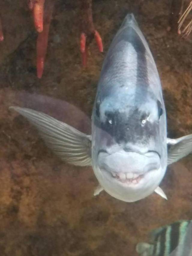 daily picdump 96 pics 5.html - 96 HD Photos | Premium Gallery 2018