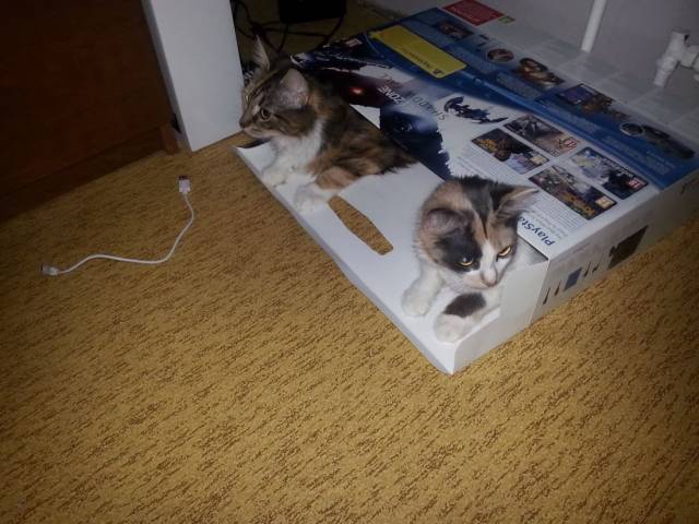 daily picdump 104 pics 22.html - 104 HD Photos | Premium Gallery 2018