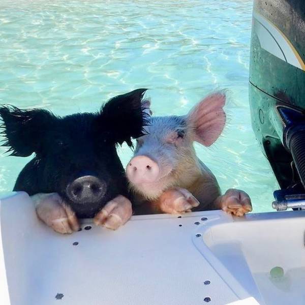 daily picdump 98 pics 21.html - 98 HD Photos | Premium Gallery 2018