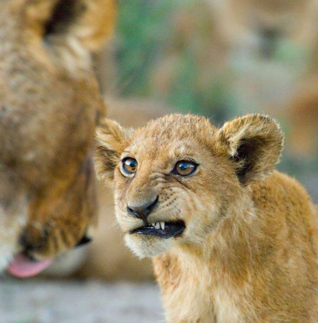 daily picdump weekend edition 72 pics 36.html - 72 HD Photos | Premium Gallery 2018