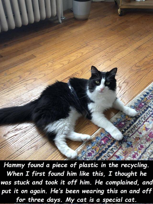 funny picdump 59 pics 15.html - 59 HD Photos | Premium Gallery 2018