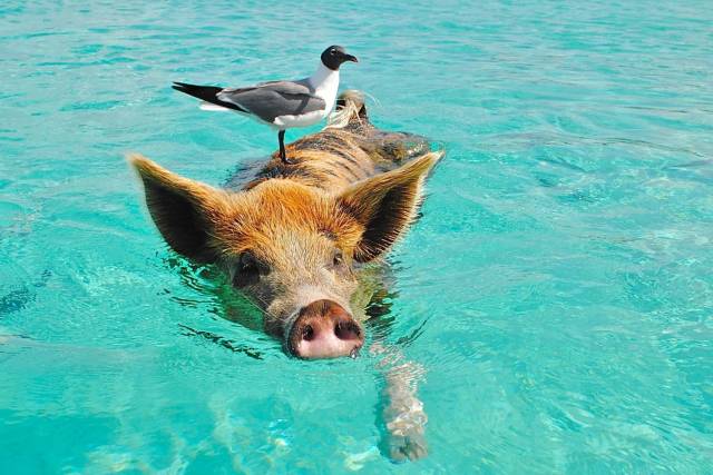 Daily Picdump