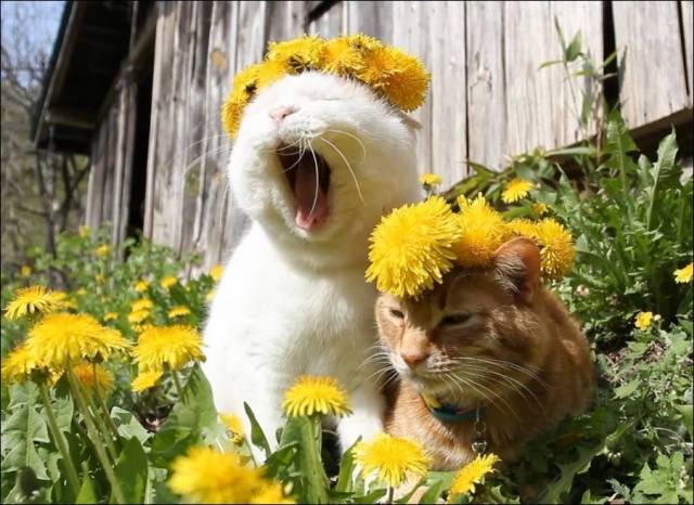 daily picdump 100 pics 17.html - 100 HD Photos | Premium Gallery 2018