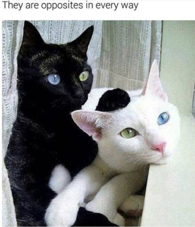 funny picdump 56 pics 15.html - 56 HD Photos | Premium Gallery 2018