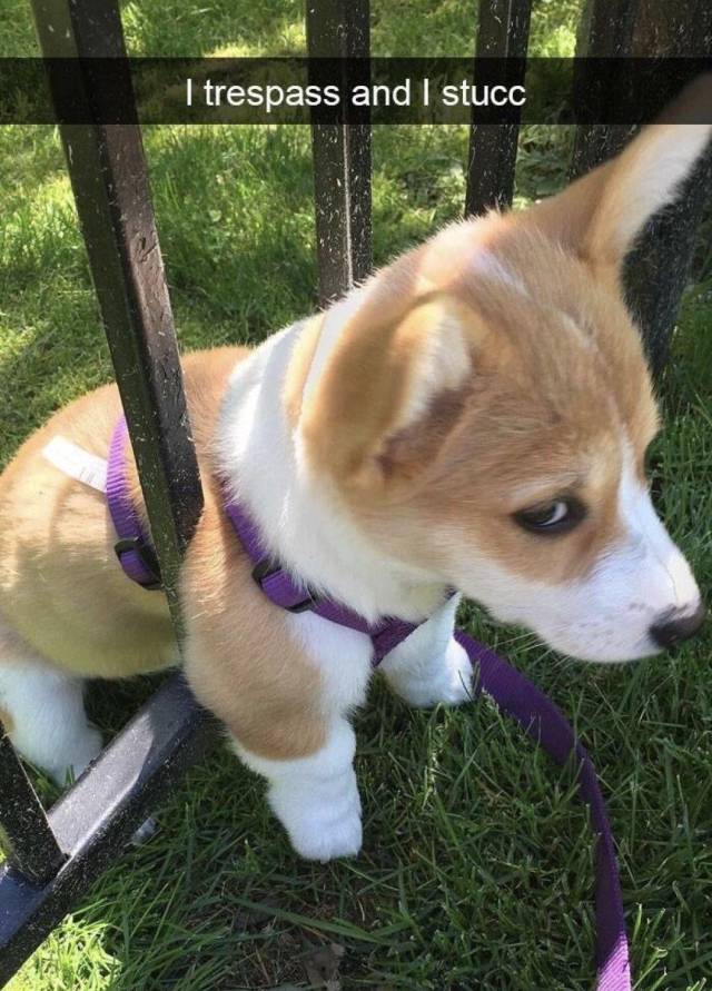 funny picdump 56 pics 15.html - 56 HD Photos | Premium Gallery 2018