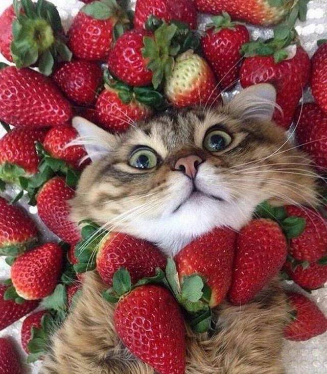 daily picdump 92 pics 25.html - 92 HD Photos | Premium Gallery 2018