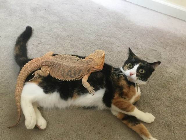 daily picdump 99 pics 31.html - 99 HD Photos | Premium Gallery 2018
