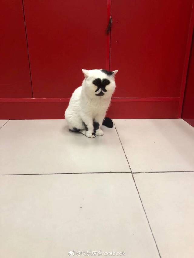 daily picdump weekend edition 51 pics 15.html - 51 HD Photos | Premium Gallery 2018